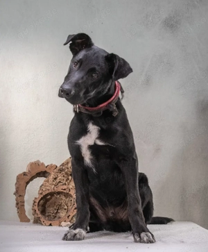 Pino   ein treues Sensibelchen! Bild 8