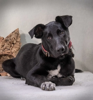 Pino   ein treues Sensibelchen!