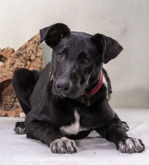 Pino   ein treues Sensibelchen! Bild 10