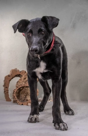 Pino   ein treues Sensibelchen! Bild 7