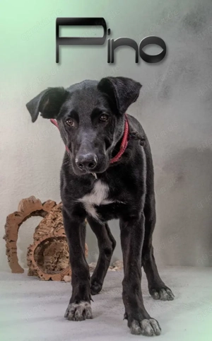 Pino   ein treues Sensibelchen! Bild 5