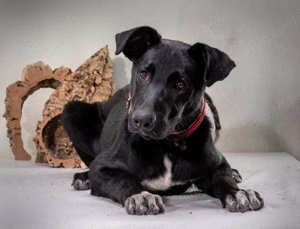 Pino   ein treues Sensibelchen! Bild 6