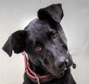 Pino   ein treues Sensibelchen! Bild 4