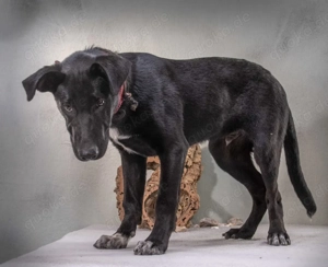 Pino   ein treues Sensibelchen! Bild 9