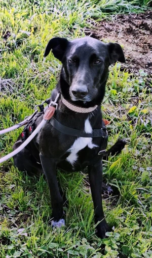 Pino   ein treues Sensibelchen! Bild 3