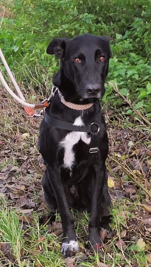 Pino   ein treues Sensibelchen! Bild 2