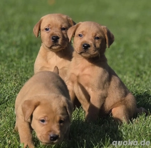  Labrador Welpen in foxred aus kontrollierter Zucht