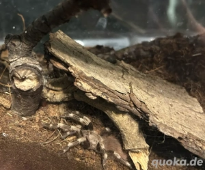 0.1 Vitalius chromatus von 2024