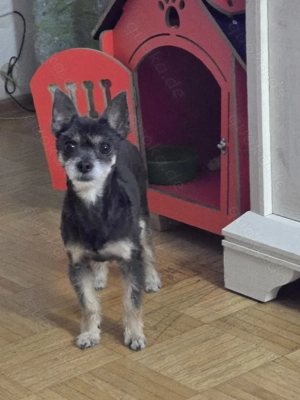 Yorkshire mit Chihuahua  Bild 2