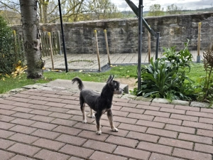 Yorkshire mit Chihuahua  Bild 3