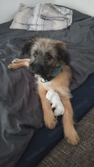 Border Terrier Mischlinge Welpe 4  Monate alt