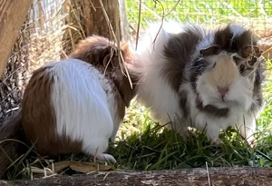 Meerschweinchen, Männchen, Galtthaar, Rosette