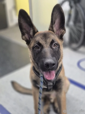 Belgische Schäferhund Malinois 5 Monate 