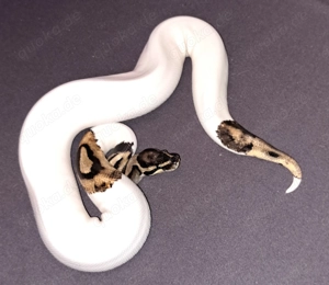 Piebald Königspython tausch