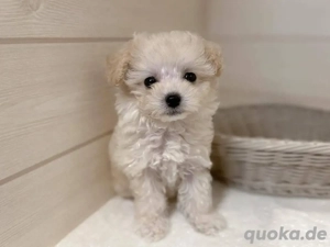 Teacup-Pudel zur Adoption