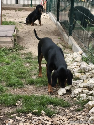 Slovensky Kopov Bracke Rüde abzugeben