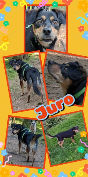 menschenbezogener, lieber Rüde "Juro" sucht ein liebevolles Zuhause 