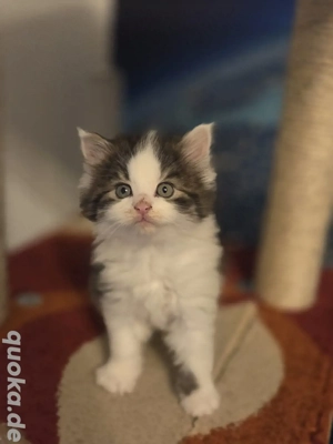Maine Coon Kitten