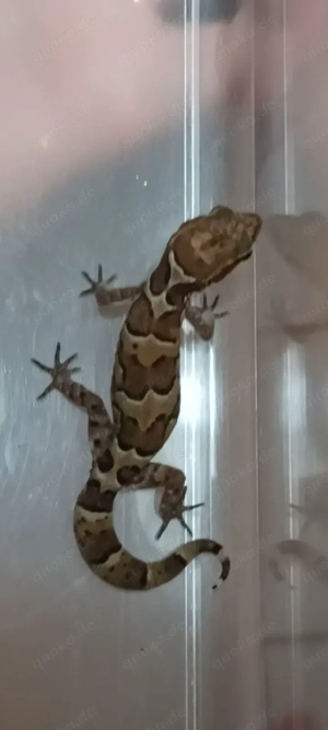Geckoella nebulosa Nachzucht