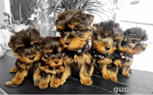      Ein kleines Wunder sucht ein Zuhause!    