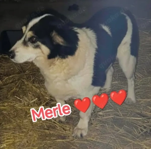 Merle sucht ein liebevolles Zuhause