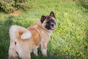 *HEXE* Die sehr ruhige und freundliche Akita Mix sollte in entsprechend erfahrene Hände