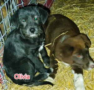 Olivia braucht ein Zuhause für immer Bild 6