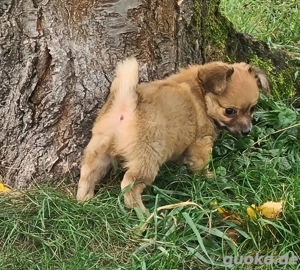 Chihuahua Junge Bild 2