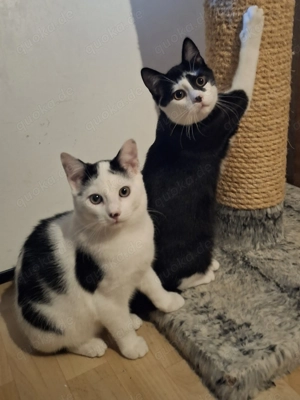 2 süße kleine Katzenbabys suchen einen neuen HAUS