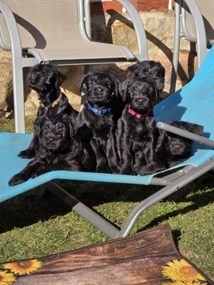 Mittelschnauzer schwarz 