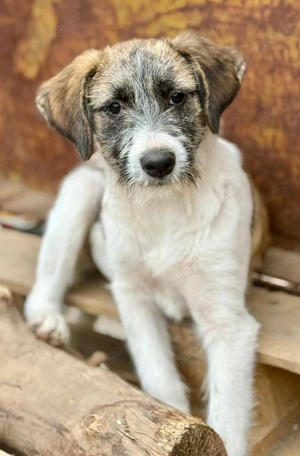 Wer hat ein Herz für Zuckerschnute Marilu?