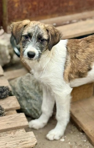 Marilu wurde einfach ausgesetzt. Nun hofft sie auf ein liebevolles Zuhause 