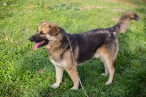 *TERO* - Der Rüde ist freundlich und aufgeschlossen und sucht die Menschennähe Bild 7