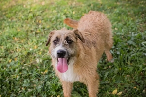 Chip-Nr. 10726511 - Ich habe noch keinen Namen, und ein liebevolles Zuhause suche ich auch