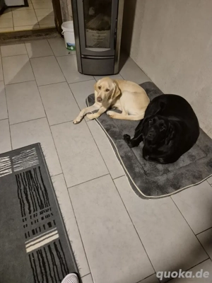reinrassige Laprador abzugeben 