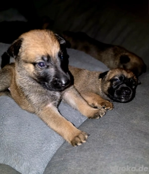 Belgische Schäferhunde 