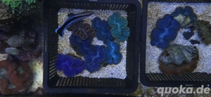 meerwasser Korallen Ableger sonstiges