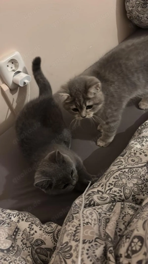 Zwei zuckersüße BKH-Geschwister   Nala & Cookie suchen ein liebevolles Zuhause 