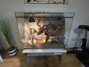 Königspython Weibchen mit Terrarium