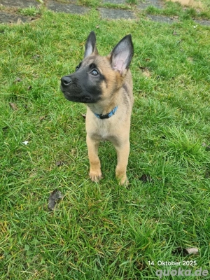 Belgischer Schäferhund Rüde Welpe 12 Wochen