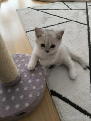 BKH silverschaded kitten