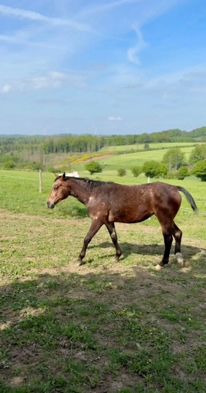 Appaloosa Quarter-Horse-Mix-Stute 2,5 Jahre