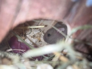 Campbell Zwerghamster Jungtiere