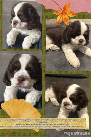American Cocker Spaniel Welpe - Apollo ! Liebevoll aufgezogen, mit EKU-Papieren & Starter-Paket