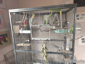 Nymphensittichpaar abzugeben