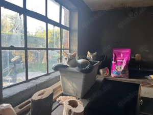 2 Junge draußen Kater 