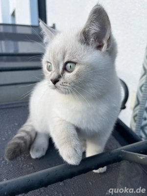 BKH Kitten Bild 1 BKH Kitten Bild 1