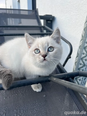 BKH Kitten Bild 3 BKH Kitten Bild 3