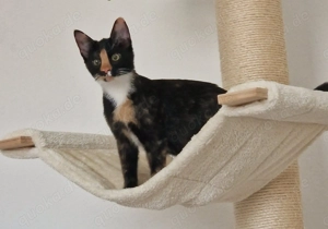 Liebevolles Zuhause für 2 wunderschöne Katzen