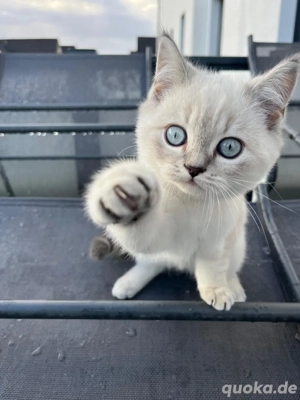BKH Kitten Bild 2 BKH Kitten Bild 2